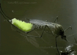 ӵֻ3-7̶־һع ӲѪʲô