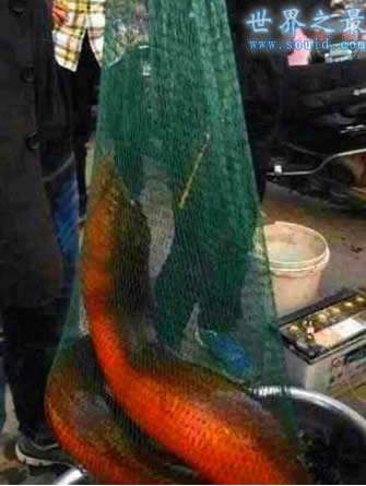 世界上最大的黄鳝比蟒蛇粗成精图 史上最老的黄鳝155岁还在世吗