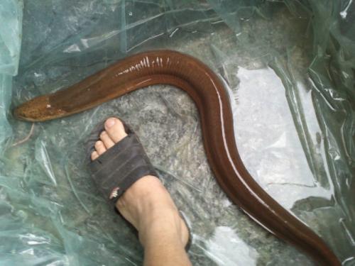 世界上最大的黄鳝比蟒蛇粗成精图 史上最老的黄鳝155岁还在世吗