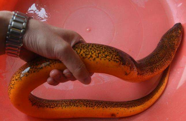 世界上最大的黄鳝比蟒蛇粗成精图 史上最老的黄鳝155岁还在世吗