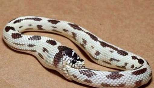 环箍蛇为什么自食其尾 环箍蛇多久把自己吃死 环箍蛇吃自己动图