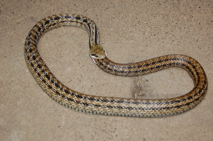 环箍蛇为什么自食其尾 环箍蛇多久把自己吃死 环箍蛇吃自己动图