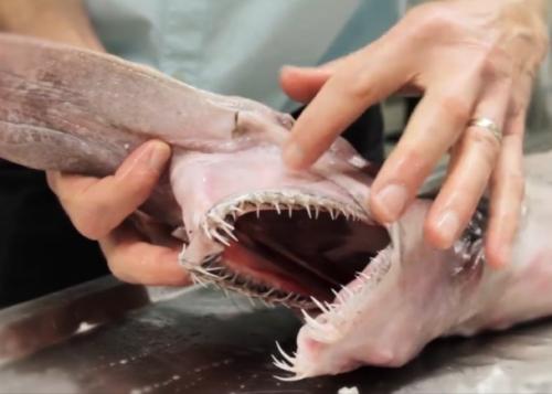 欧氏尖吻鲛吃什么看着凶其实弱爆了,被捕捉后为什么自爆而死图片