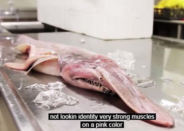 欧氏尖吻鲛吃什么看着凶其实弱爆了,被捕捉后为什么自爆而死图片