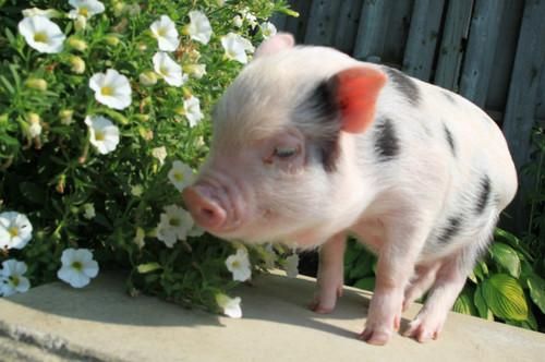 Ϊʲô̧ͷҲܻͷʲô?Ǳ̰Ե캦