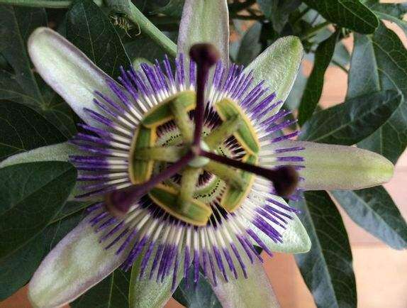 日轮花后面的蜘蛛有多大一起吃人图片 其实明明很多人爱吃日轮花