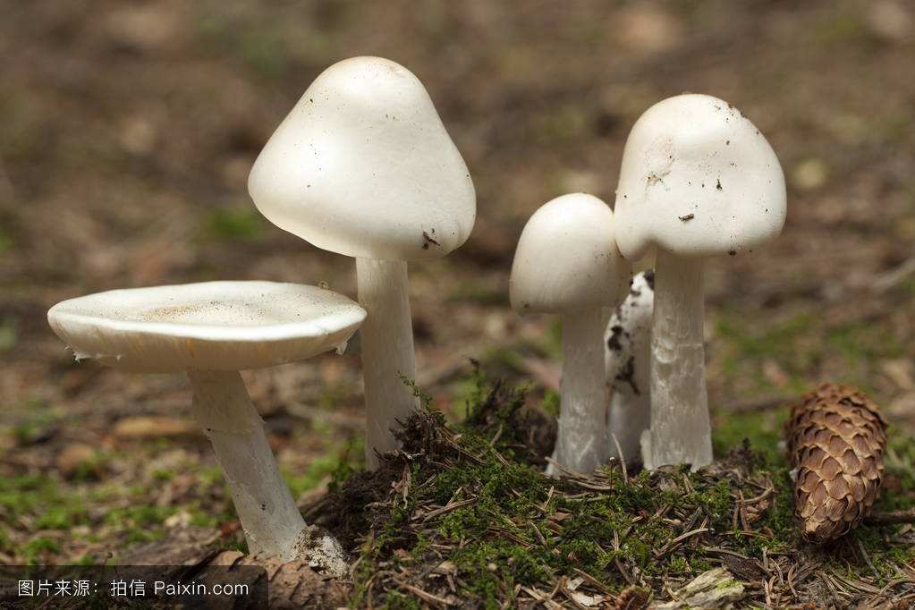 吃了剧毒蘑菇致命白毒伞基本上就没救了?致命白毒伞能治什么癌症
