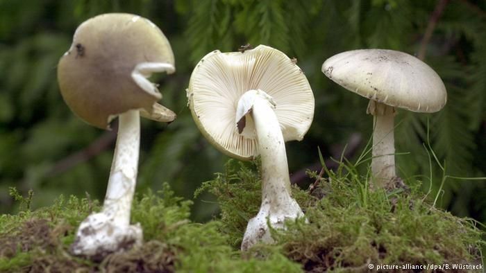 吃了剧毒蘑菇致命白毒伞基本上就没救了?致命白毒伞能治什么癌症