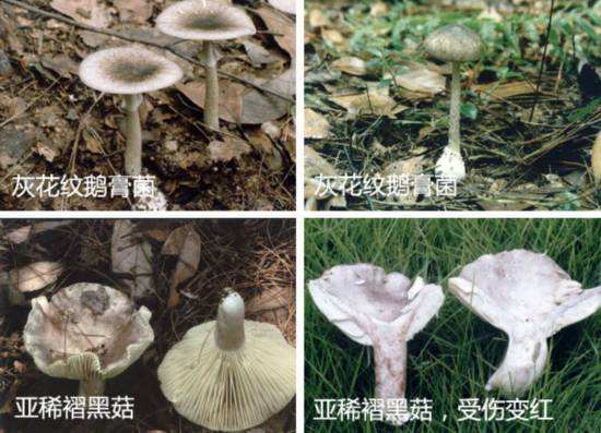 吃了剧毒蘑菇致命白毒伞基本上就没救了?致命白毒伞能治什么癌症
