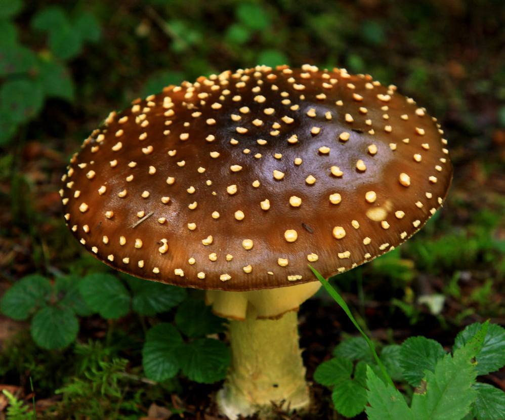 吃了剧毒蘑菇致命白毒伞基本上就没救了?致命白毒伞能治什么癌症
