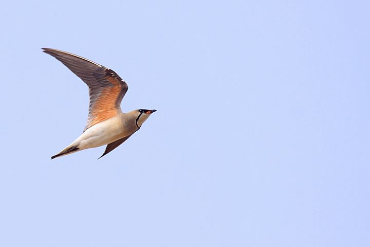 ԭȳĿֺ͵a(hng)!aԻȳӰһ