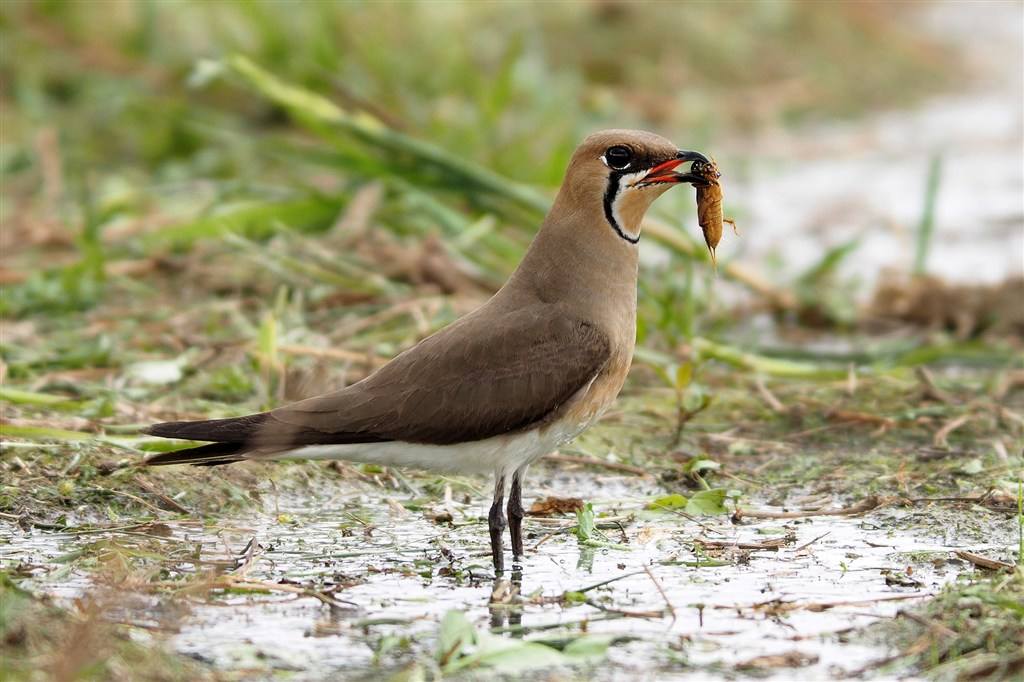 ԭȳĿֺ͵a(hng)!aԻȳӰһ