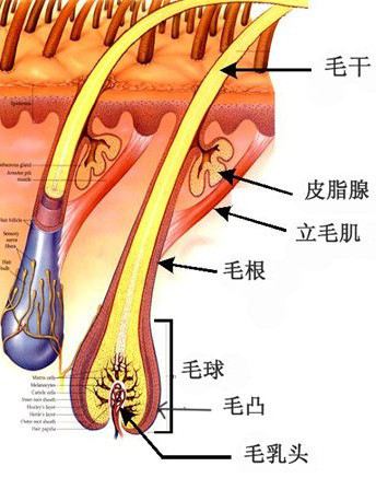 ˻һҹͷ̫ ׷һĻ᳤ʮϹ