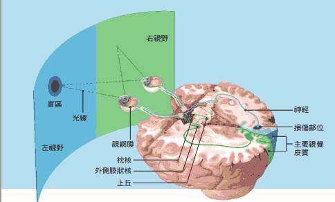 为什么总觉得有人在背后盯着你?总觉得有人盯着我看并不是错觉!