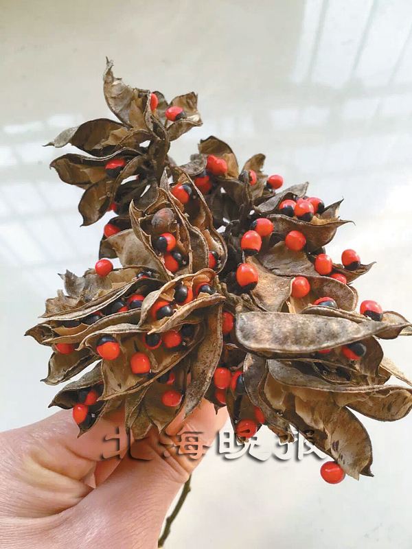地表毒性最强植物鸡母珠中毒有救吗,它竟然是古人最爱的这种植物