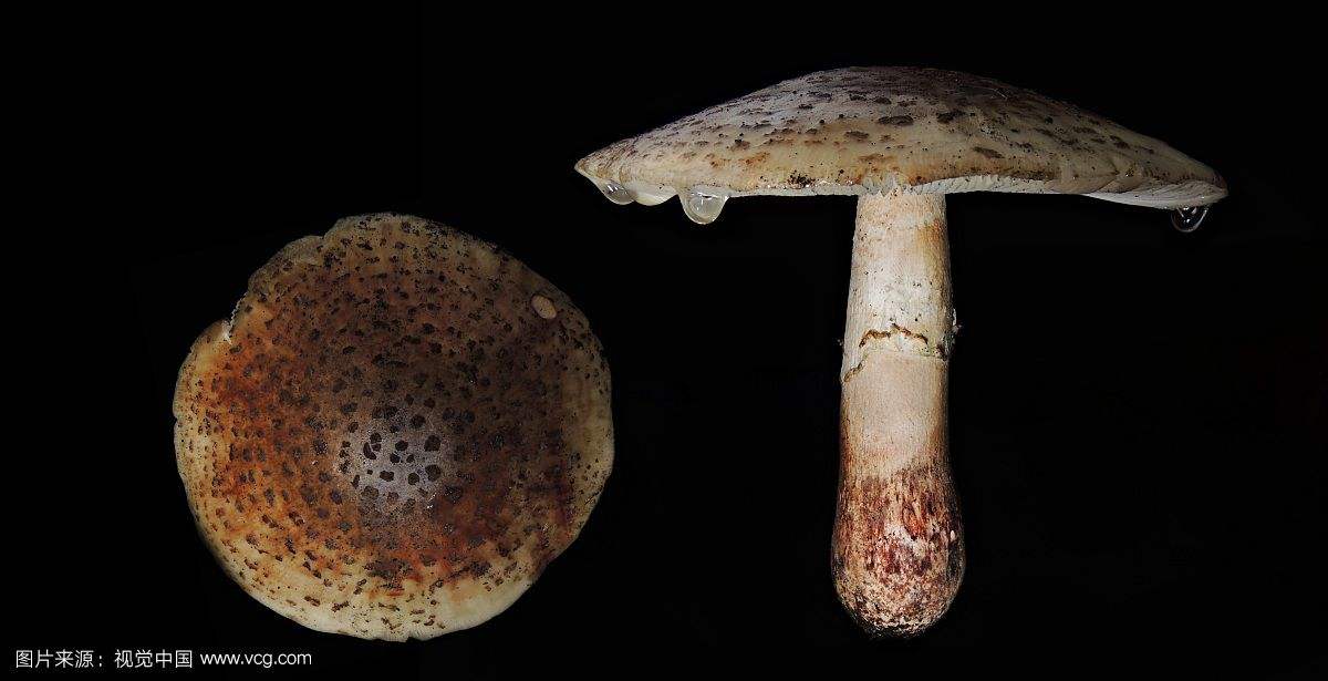 世界上最毒的蘑菇---鹅膏菌 蘑菇中的“毒王”有能食用的品种吗?
