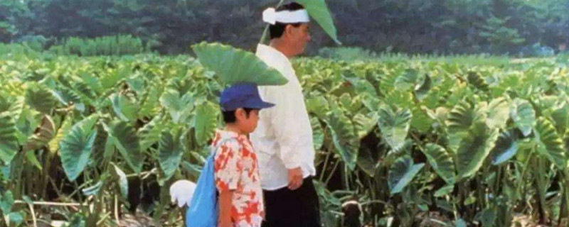 菊次郎的夏天正男找到妈妈了吗